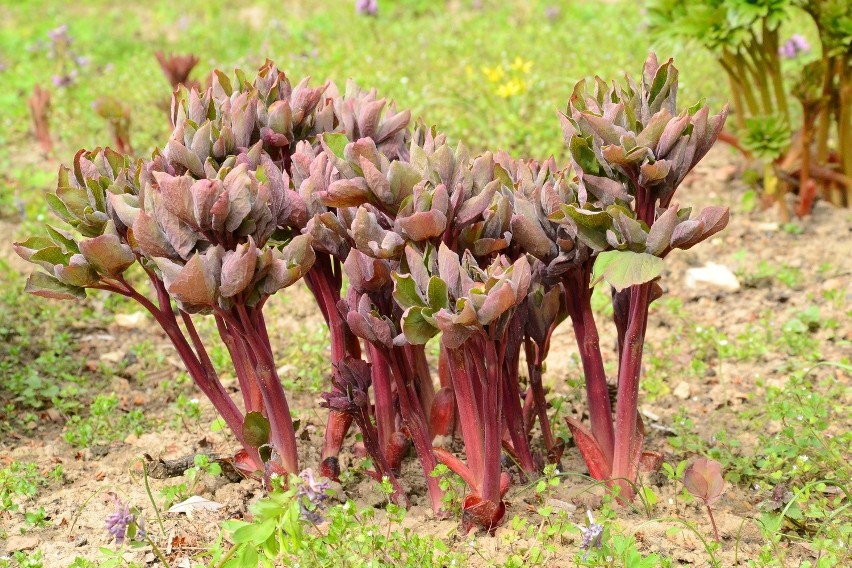 Ogród Botaniczny w Lublinie już otwarty dla mieszkańców