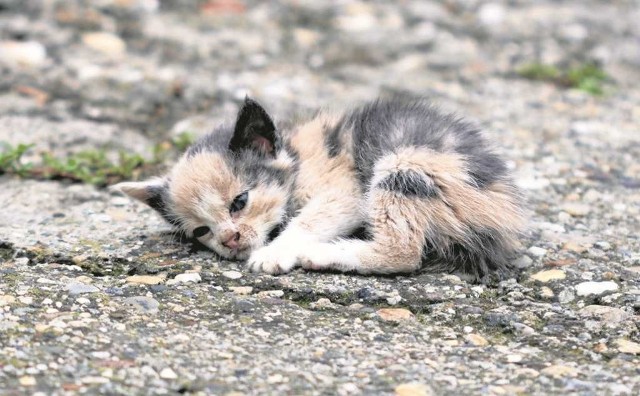Bezdomne, wychudzone i chore koty można spotkać w każdym europejskim kraju