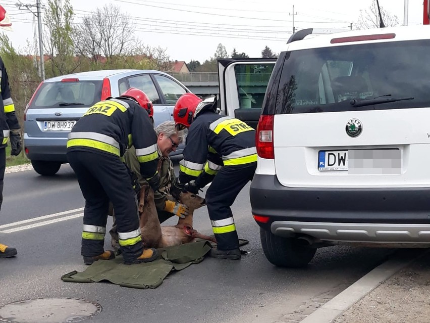Wypadek we Wrocławiu. Sarna wpadła do auta przez przednią szybę [ZDJĘCIA]