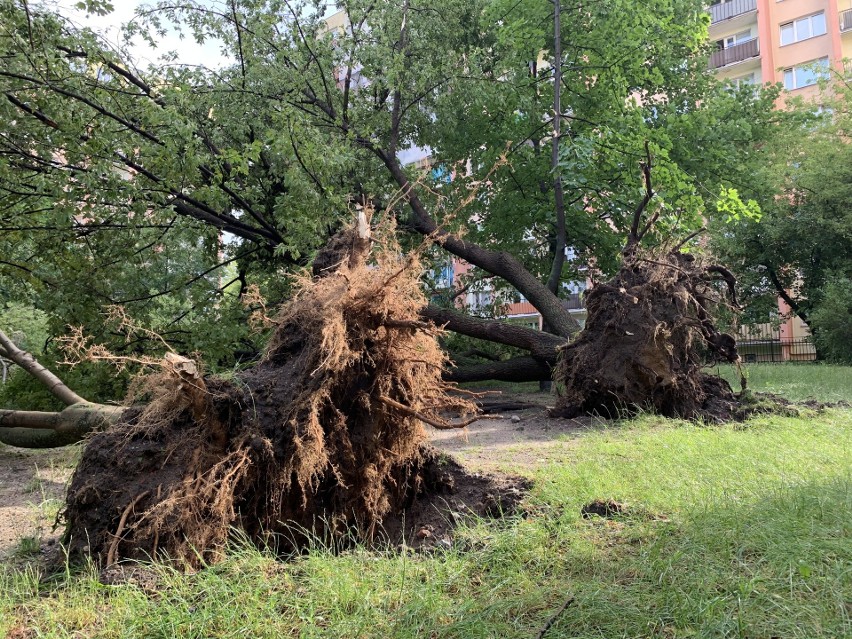 Na Dąbrowie burza powaliła kilkanaście drzew. Wichura łamała...