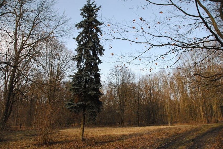 Znicze pod tablicą przy leśniczówce Gaj. Jędrzejów oddał hołd i upamiętnił powstanie Armii Krajowej (ZDJĘCIA)