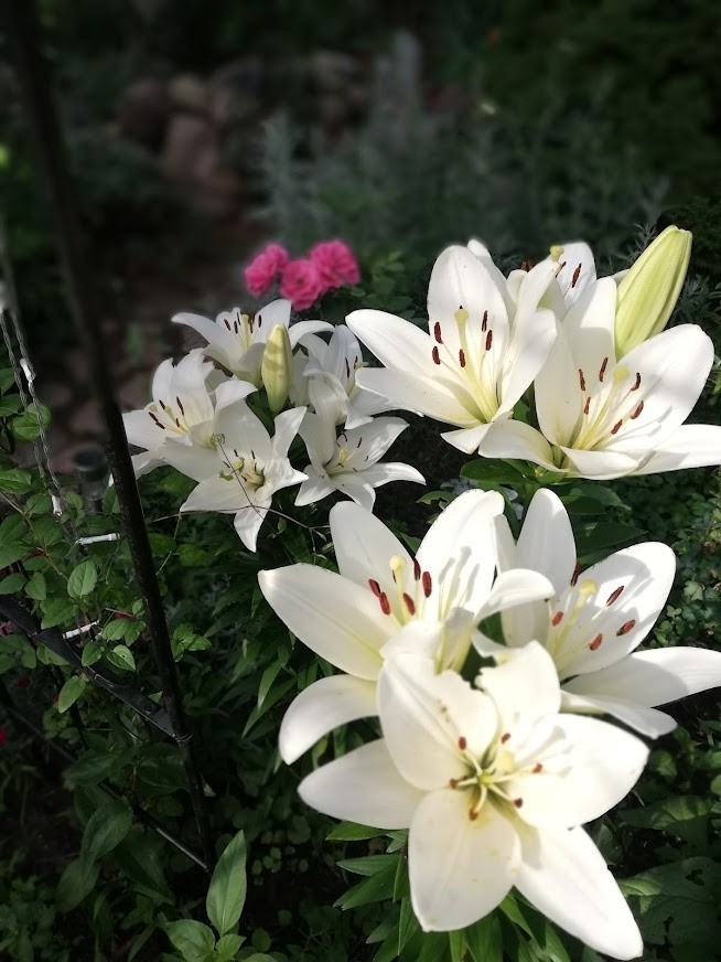 Białe lilie rozjaśniaja rabaty.