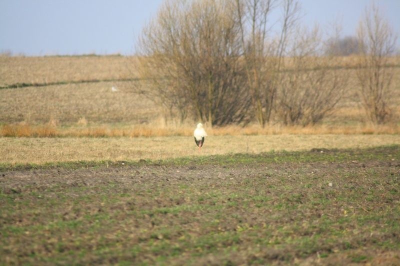 Podlaskie bociany już przyleciały (zdjęcia)