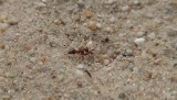 Makabryczne odkrycie w Zielonej Górze. Czytelnik na placu zabaw nagrał mrówkę zombie. Z jej głowy wyrósł grzyb | ZDJĘCIA, FILM