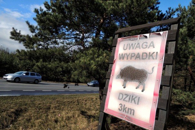 W tym roku do wydziału zarządzania kryzysowego dotarło ponad sto zgłoszeń o dzikach buszujących na bydgoskich osiedlach.