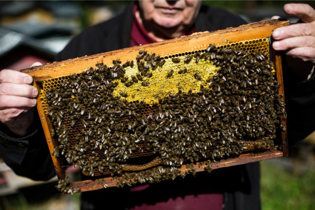 W ciągu ostatnich dni w Szczepanowie (gmina Środa Śląska) wymarła kilkutysięczna kolonia pszczół