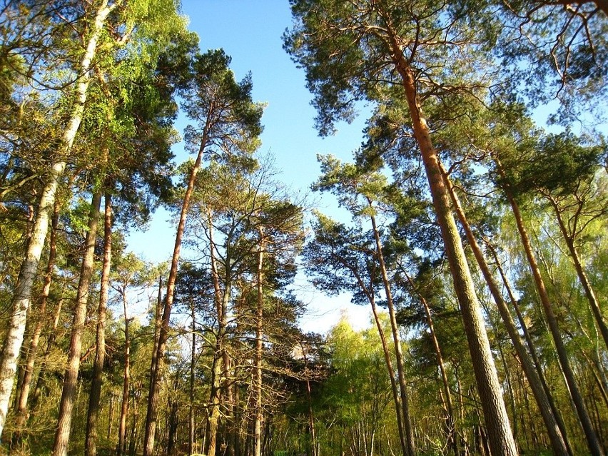 Wymienię cię na młodszy model. "Przebudowują" las