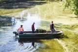 Martwe ryby do fosy trafiły kanałem z Odry. Wyciągają je pracownicy zieleni miejskiej [ZDJĘCIA]