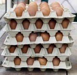 Ceny jajek w sklepach znów mogą rosnąć, bo brakuje kur, a święta u progu. Światowy rynek jaj wygląda bardzo źle