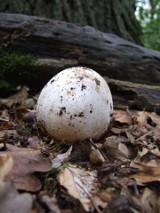 „Czarcie jajo” to najzdrowszy grzyb leczniczy w Europie. Sromotnik bezwstydny jest też kontrowersyjnym przysmakiem. Uwaga, dorosły śmierdzi!