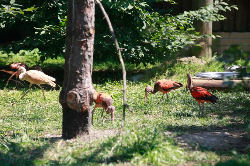 Ibisy w opolskim ogrodzie zoologicznym