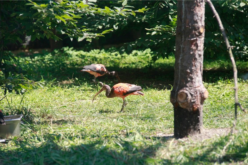 Ibisy w opolskim ogrodzie zoologicznym