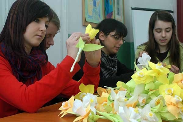Uczennice III klasy gimnazjum nr 1 w Krośnie przygotowują żonkile z papieru na niedzielą akcję charytatywną.