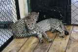 Zoo w Chorzowie potrzebuje modernizacji: Teraz nowy pawilon dla gepardów 