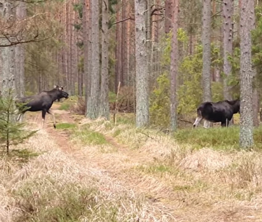 Leśnicy w lasach Nadleśnictwa Choczewo w powiecie wejherowskim uchwycili na filmie łosie