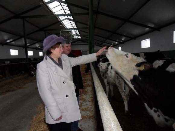 W gospodarstwie państwa Sokół z Grubna krowy dają coraz więcej mleka, więc indywidualna kwota została przekroczona.