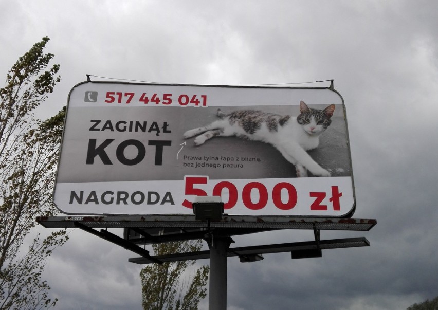 Billboard w Szczecinie o zaginionym kocie. Nagroda: 5 tys. zł!
