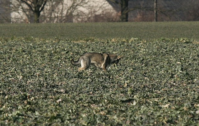 Wilk na polu pod Legnicą