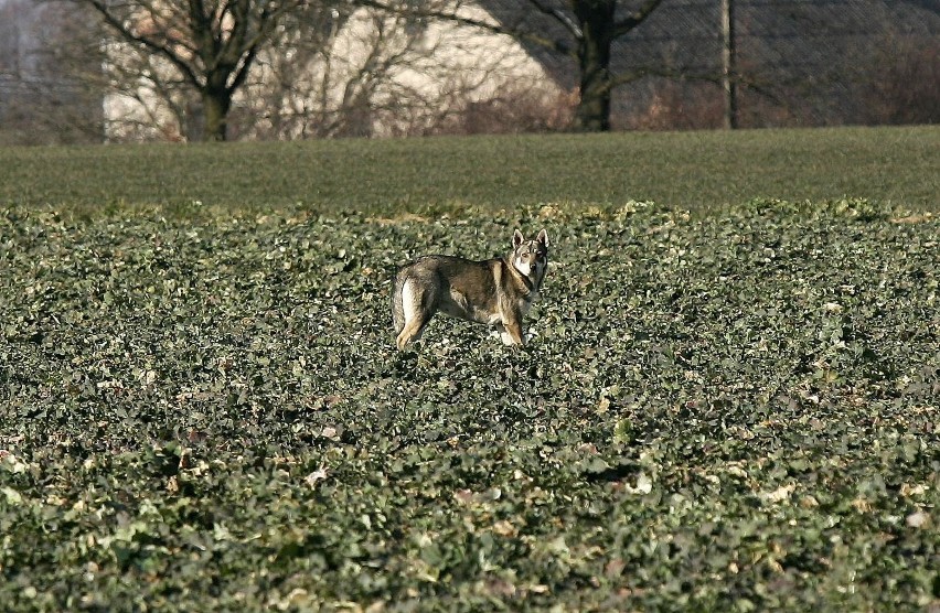 Wilk na polu pod Legnicą