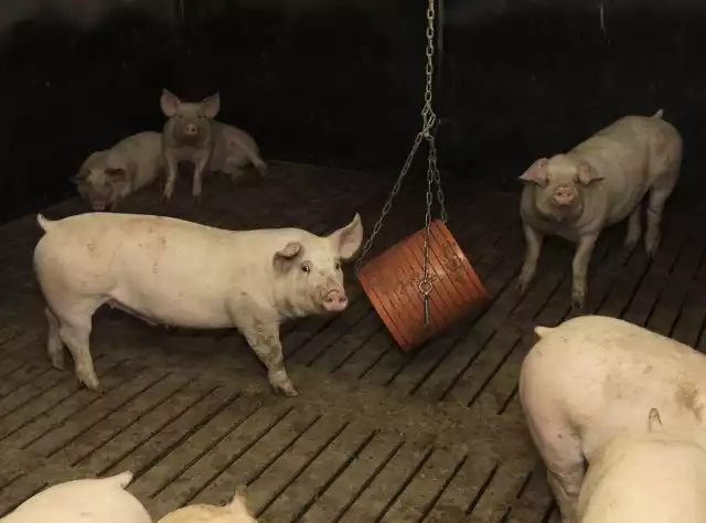 Czasami przez kilka godzin świnie bawią się banalnym, plastikowym cylindrem.