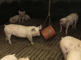 [VIDEO] Unijne przepisy nakazują zapewnienie świniom rozrywki. Chlewnie kupują zabawki (zdjęcia)