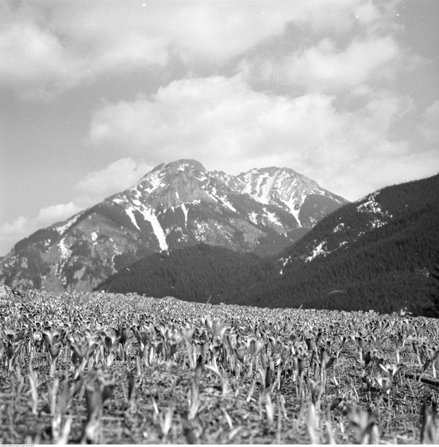 Tatry. Krokus na hali (1970)