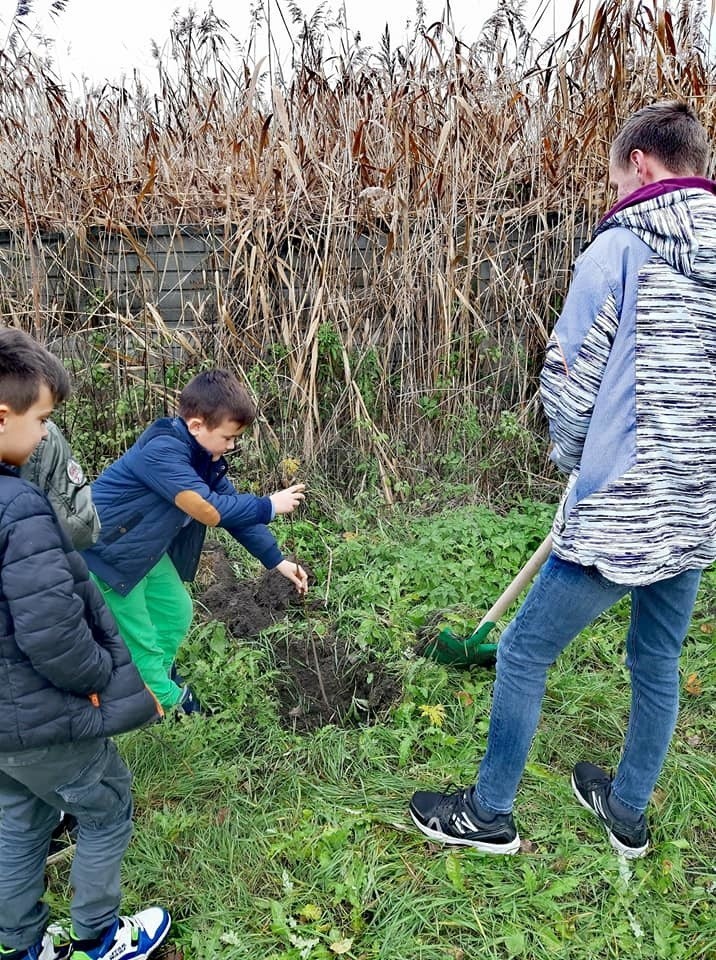 W sadzeniu drzew na terenie Skalbmierza wzięli udział...