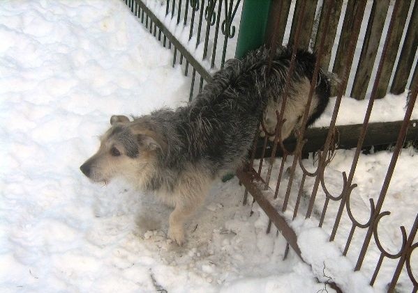 Strażnicy miejscy pomogli psu uwolnić się z ogrodzenia