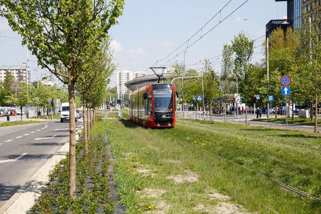 Wzdłuż alei Korfantego posadzono w sumie 46 drzew z gatunku Klon Polny "Elsrijk", tysiące róż i trawy ozdobne.Zobacz kolejne zdjęcia. Przesuwaj zdjęcia w prawo - naciśnij strzałkę lub przycisk NASTĘPNE