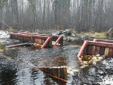 Rezerwat Białe Ługi ma kłopoty. Przyrodnicy i leśnicy chcą uratować torfowisko w gminie Daleszyce. Zobaczcie zdjęcia