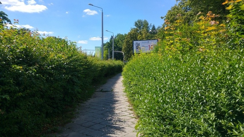 Przerośnięte gałęzie i nieobcięte żywopłoty w Lublinie. Sprawdzamy, jak jest w Śródmieściu i na Wieniawie