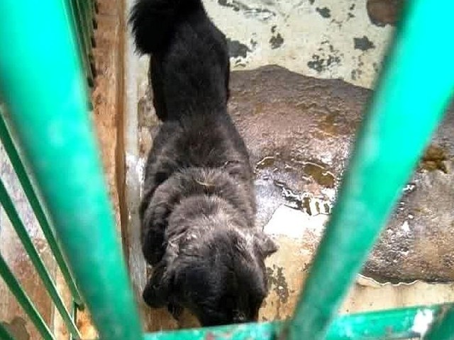 Na zdjęciach zamieszczonych w interpelacji dotyczącej fatalnych warunków w schronisku dla zwierząt w Szczecinie widać pozagryzane, poranione i wychudzone psy. Widoki są przerażające.