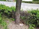 Wandal zniszczył lipy w centrum Kielc. Nawiercono otwory i wpuszczono toksyczną substancję. Drzewa uschły. Zobacz zdjęcia