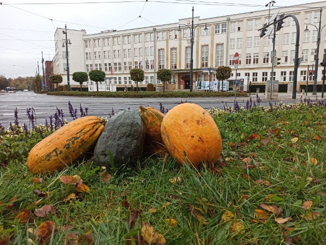 Dynie pojawiają sie na toruńskich skwerach jesienią