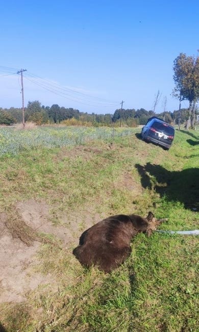 Po zderzeniu z samochodem zwierzę nie przeżyło wypadku.