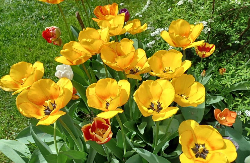 Jeśli chcemy, by tulipany i inne wiosenne kwiaty pięknie...