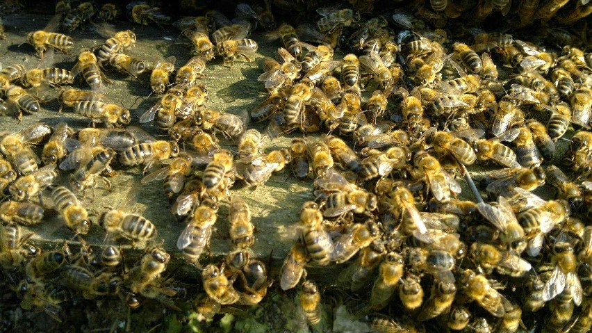 Dzikie pszczoły wracają do lasów [ZDJĘCIA]