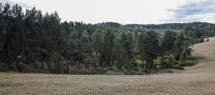 Skutki wichury w okolicach drogi krajowej nr 20 na trasie...