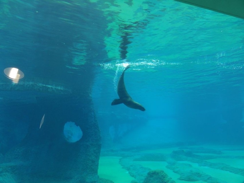 Wrocław: Afrykarium w zoo częściowo otwarte. Pingwiny i kotiki w nowym basenie (FILM, ZDJĘCIA)