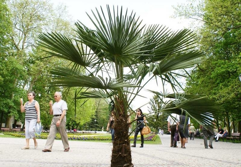 Inowrocławskie palmy