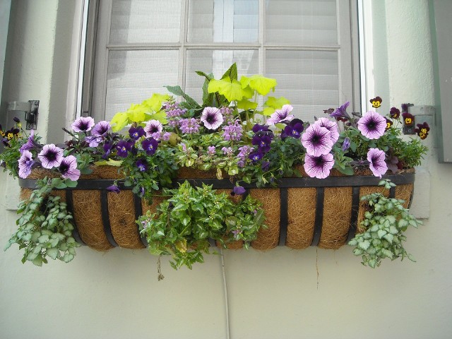 Rośliny balkonowe na parapecieZestawianie w skrzynkach różnych roślin wymaga plastycznego wyczucia.