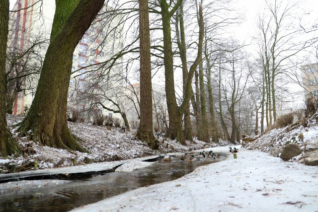 Ostatnie mrozy przyniosły prawdziwy zimowy krajobraz nad toruńską Strugą. Prawdopodobnie to jednak ostatnie dni takich widoków w mieście. W najbliższym czasie czeka nas delikatne ocieplenie.