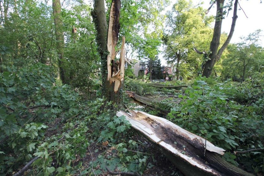 Park Sołacki zniszczony. Krajobraz po nawałnicy