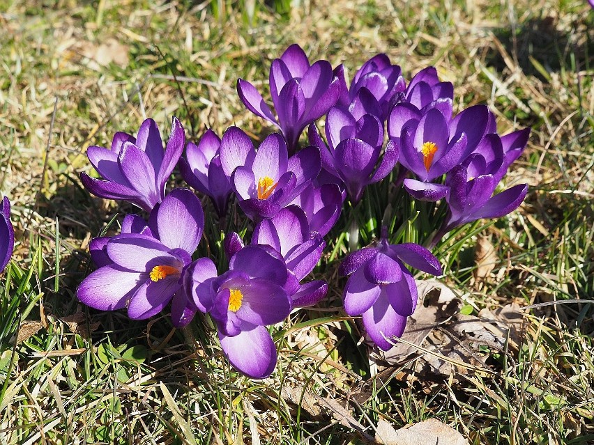 W weekend można było zwiedzać łódzki Ogród Botaniczny. Chętnych do podziwiania piękna natury nie brakowało