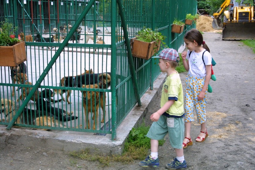 Co dalej ze schroniskiem w Szczecinie? Gdzie je wybudują?