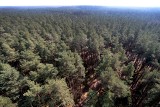 Pod pretekstem ochrony klimatu urzędnicy z Brukseli chcą kontroli nad lasami