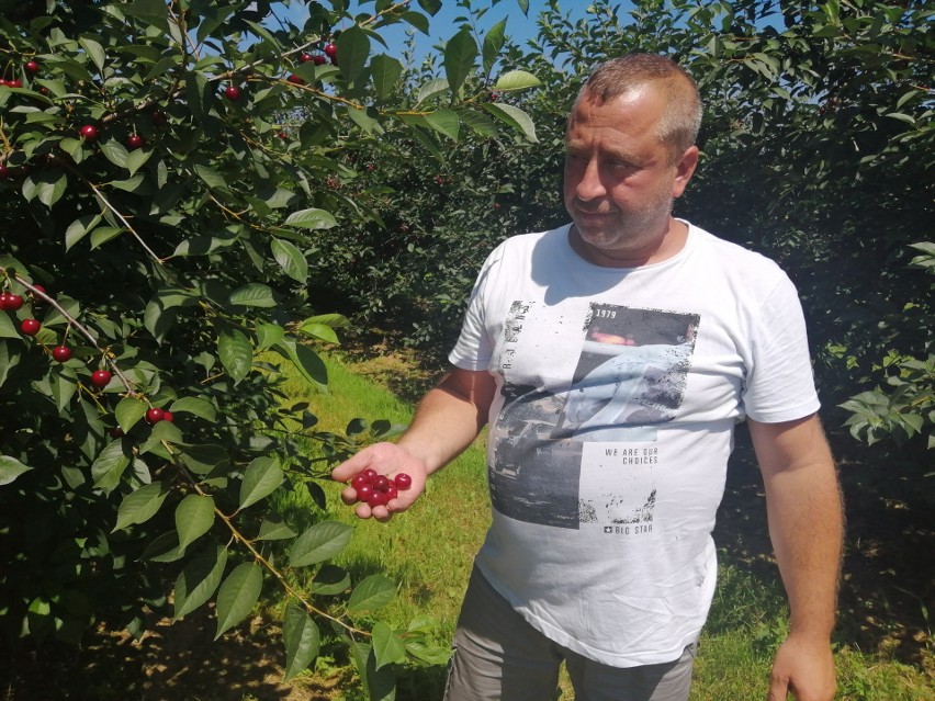 Początkowo cena za kilogram wiśni pierwszej klasy wynosiła...