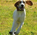 Zobacz najpiękniejszego psa Opolszczyzny (video)