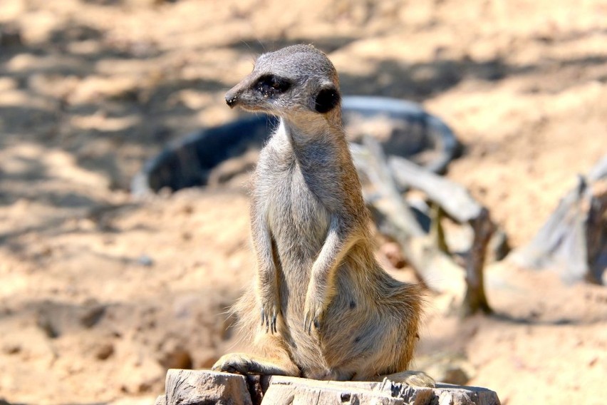 Pierwsze ZOO w województwie świętokrzyskim! Powstało z pasji... (WIDEO, zdjęcia)