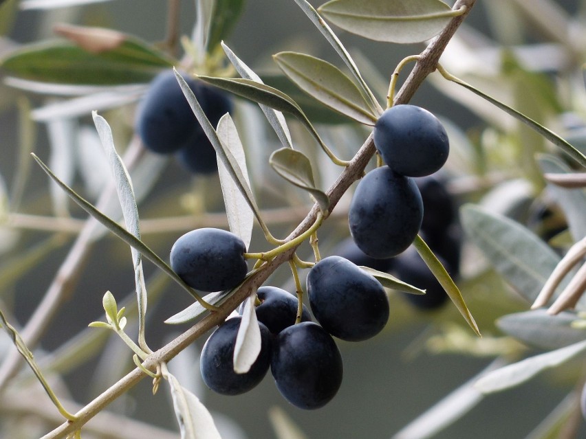 Dieta śródziemnomorska bogata w oliwę z oliwek jest związana...
